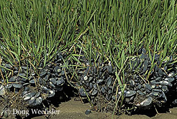Ribbed mussels2169-29.jpg - 91056 Bytes